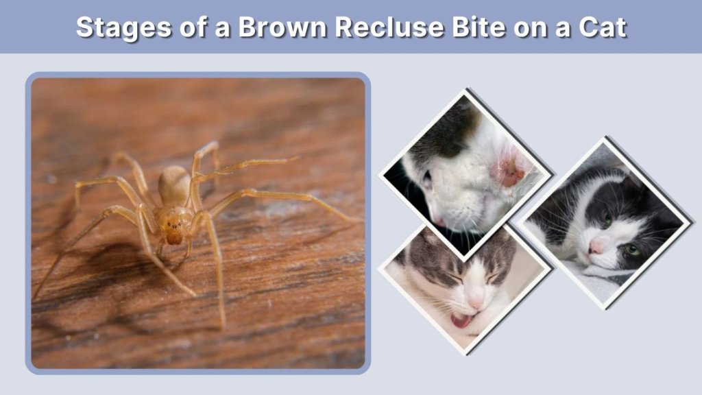 Stages of a Brown Recluse Bite on a Cat