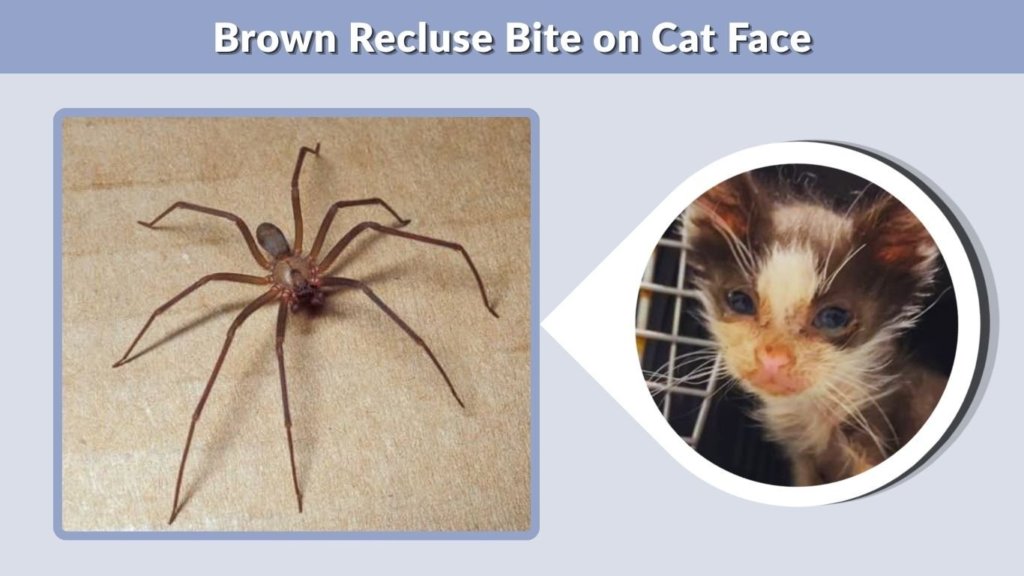 Brown Recluse Bite on Cat Face