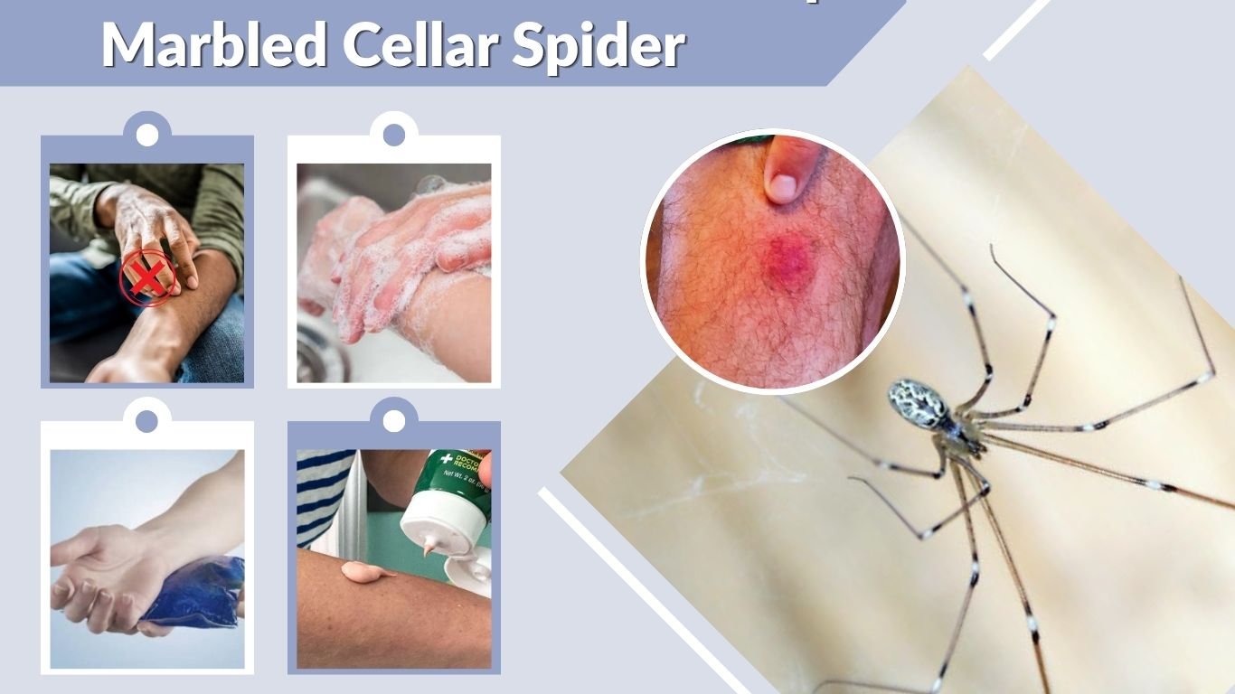 Marbled Cellar Spider: Bite, Identification and Facts