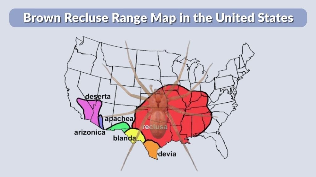 Brown Recluse Range Map in the United States