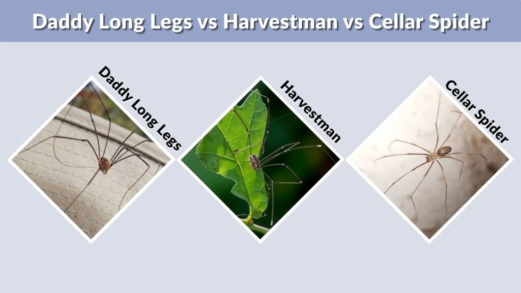 Daddy Long Legs vs Harvestman vs Cellar Spider