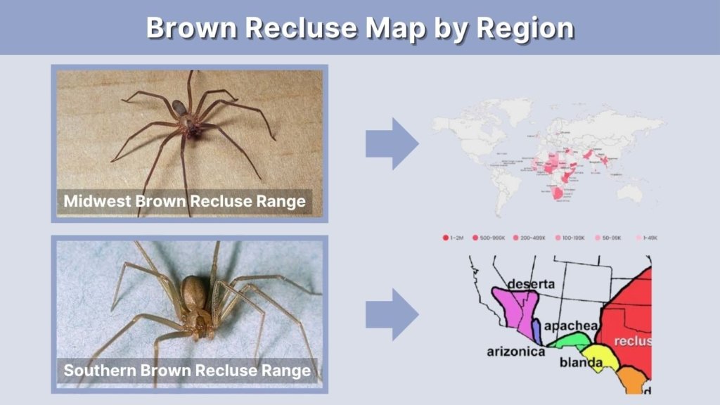 Brown Recluse Map by Region