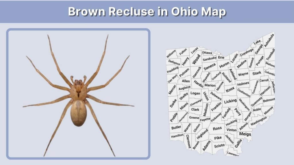 Brown Recluse in Ohio Map