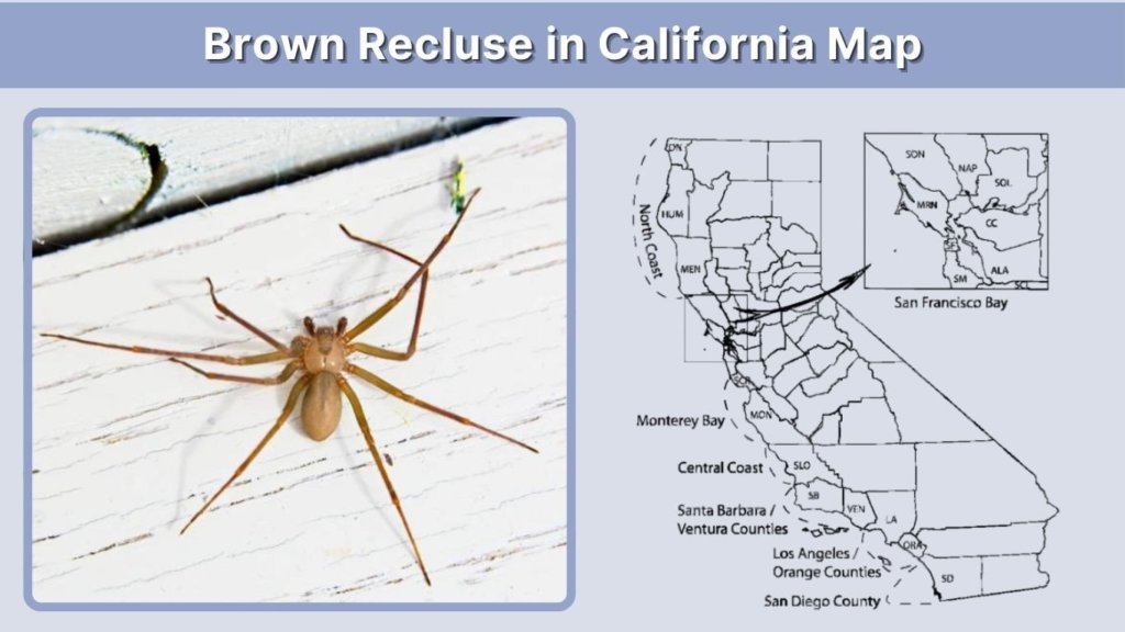 Brown Recluse in California Map