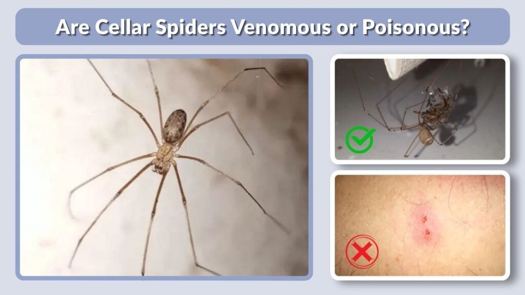 Are Cellar Spiders Venomous or Poisonous?