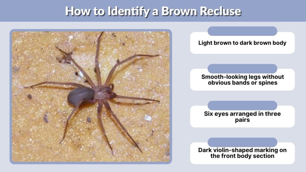 How to Identify a Brown Recluse