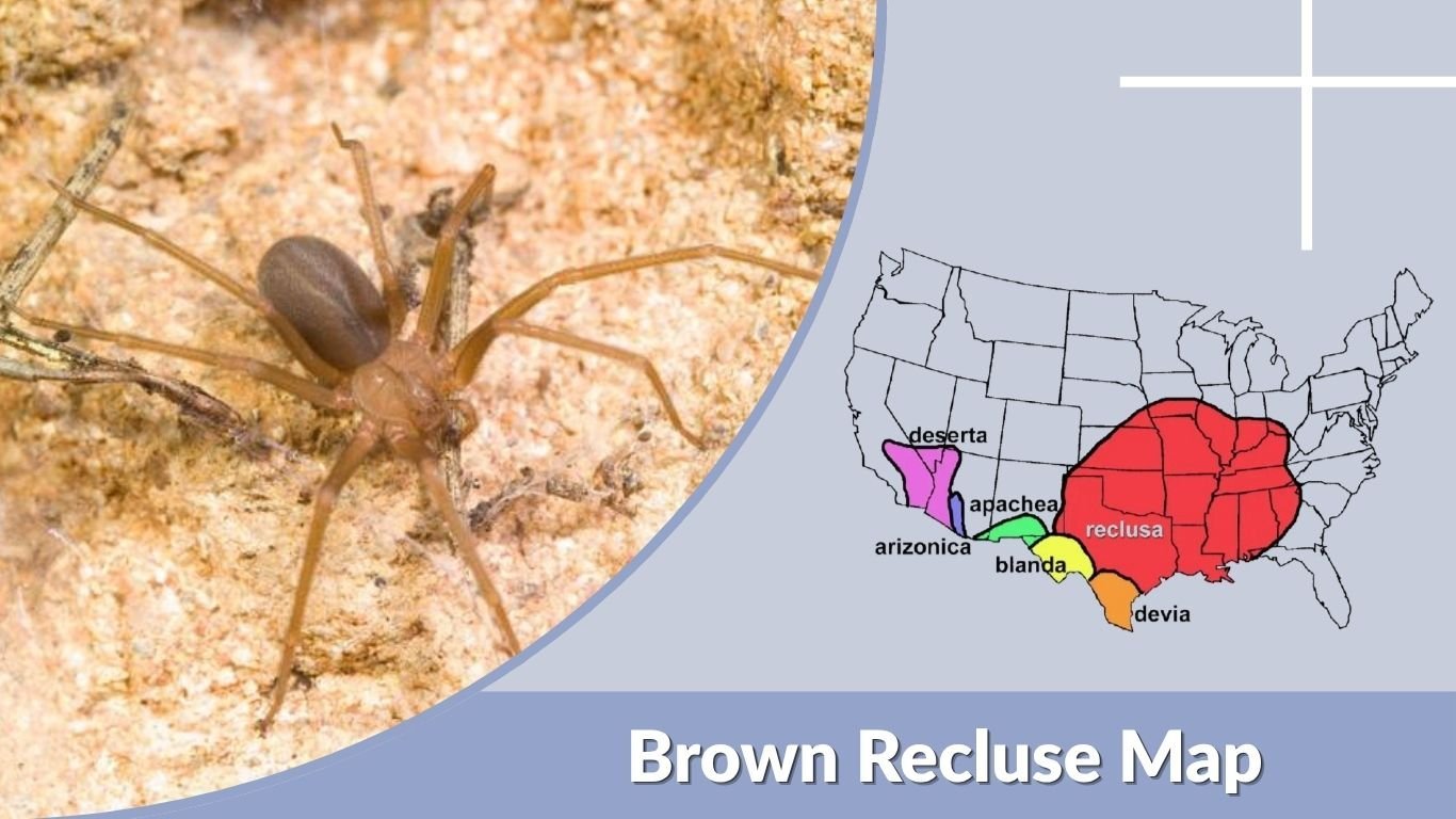 Brown Recluse Map: U.S. Range, Habitat, and Locations