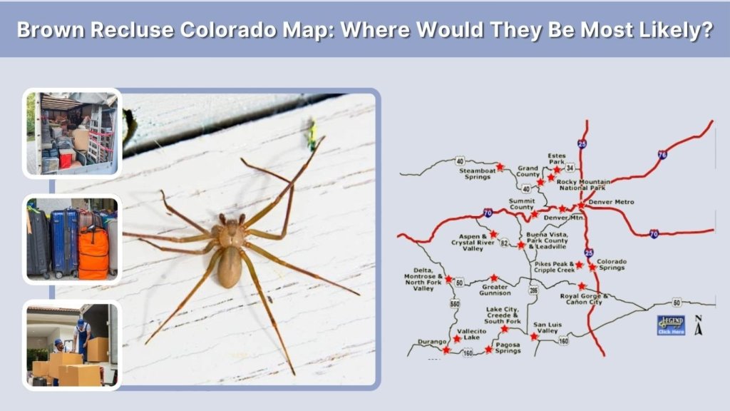 Brown Recluse Colorado Map: Where Would They Be Most Likely?