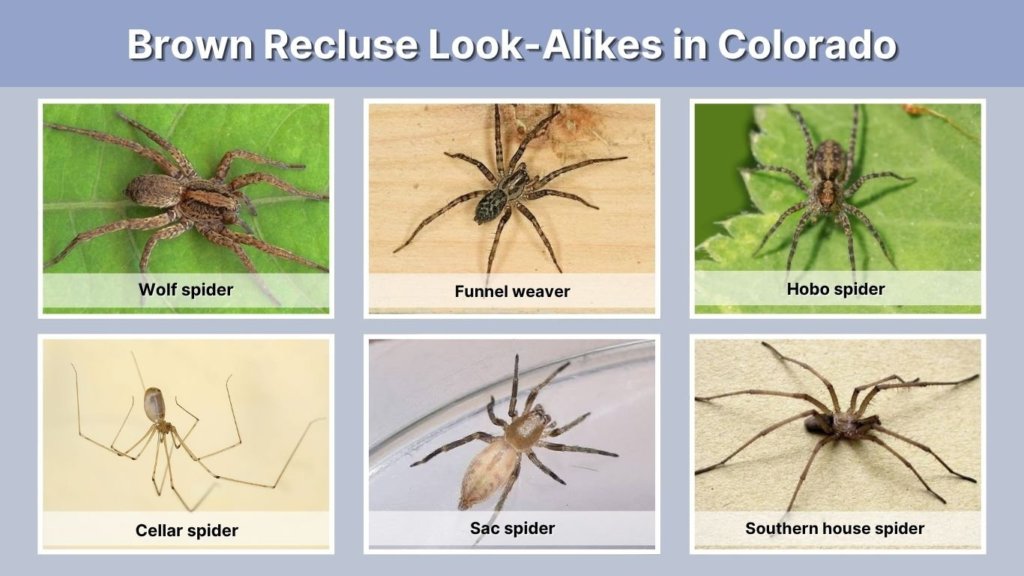 Brown Recluse Look-Alikes in Colorado