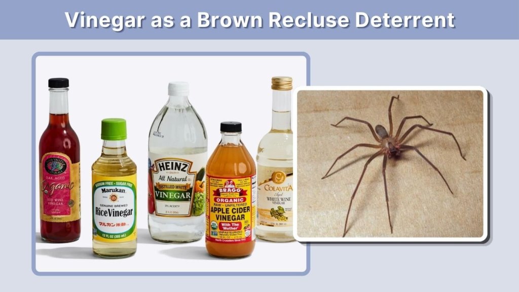 Vinegar as a Brown Recluse Deterrent
