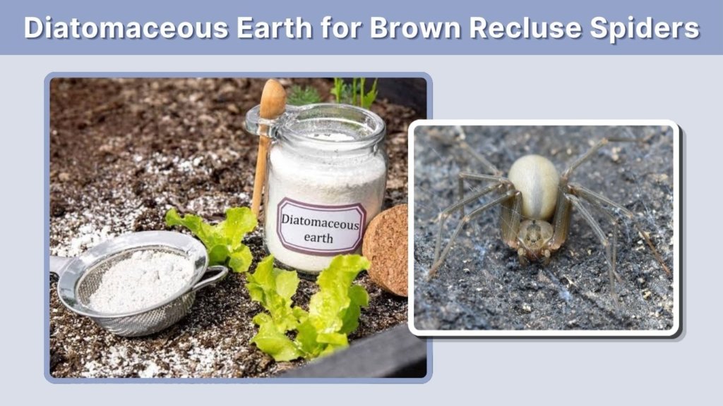 Diatomaceous Earth for Brown Recluse Spiders