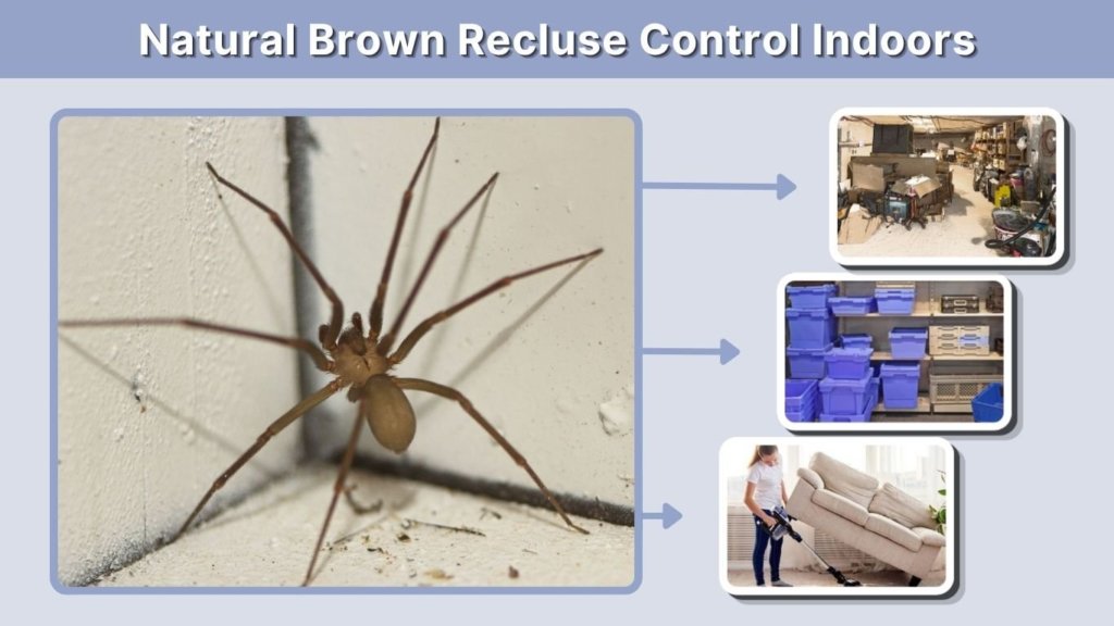 Natural Brown Recluse Control Indoors