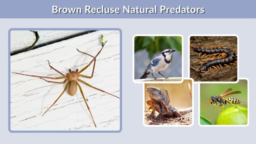 Brown Recluse Natural Predators