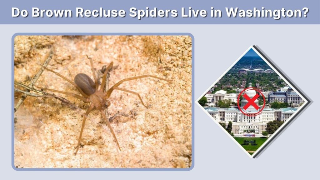 Do Brown Recluse Spiders Live in Washington?
