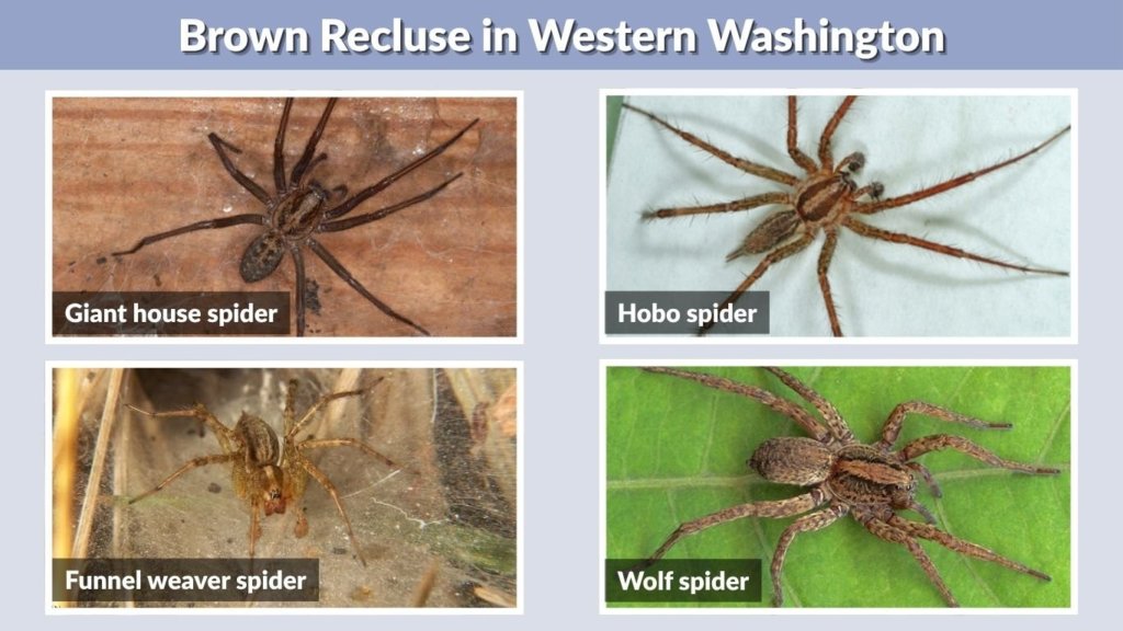 Brown Recluse in Western Washington