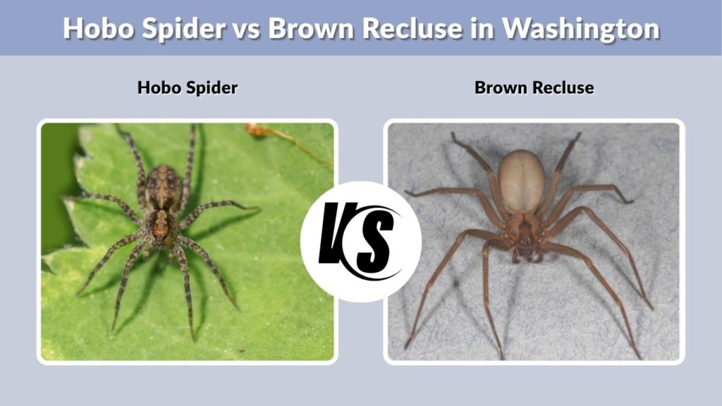 Hobo Spider vs Brown Recluse in Washington