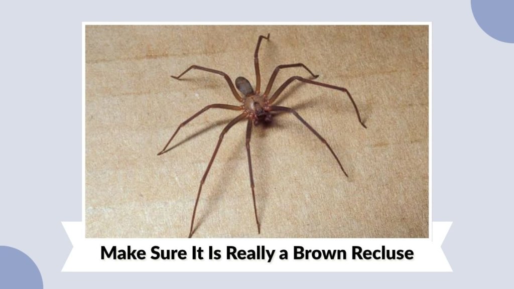 Make Sure It Is Really a Brown Recluse