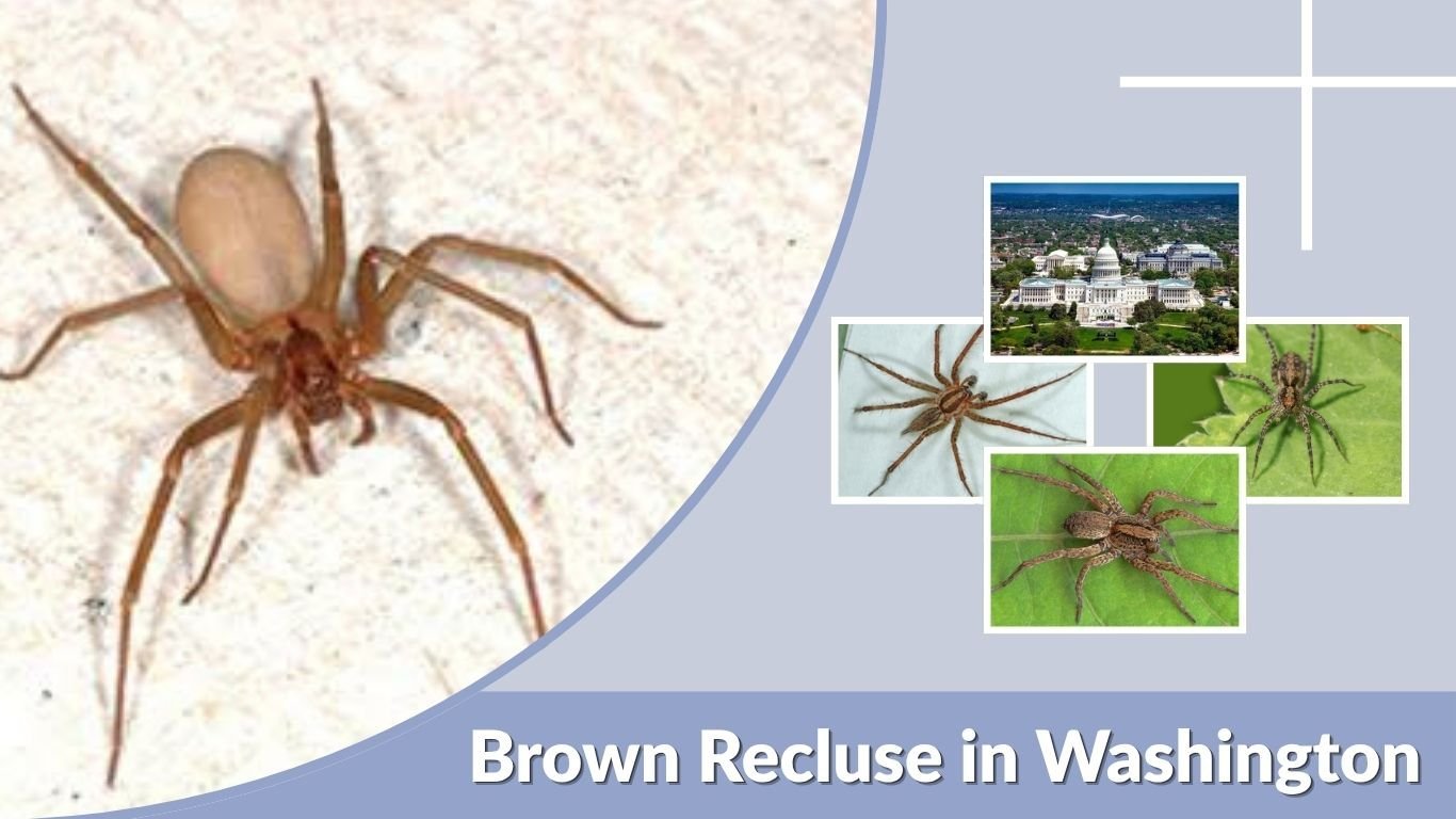 Brown Recluse in Washington: Are They Really Found There?