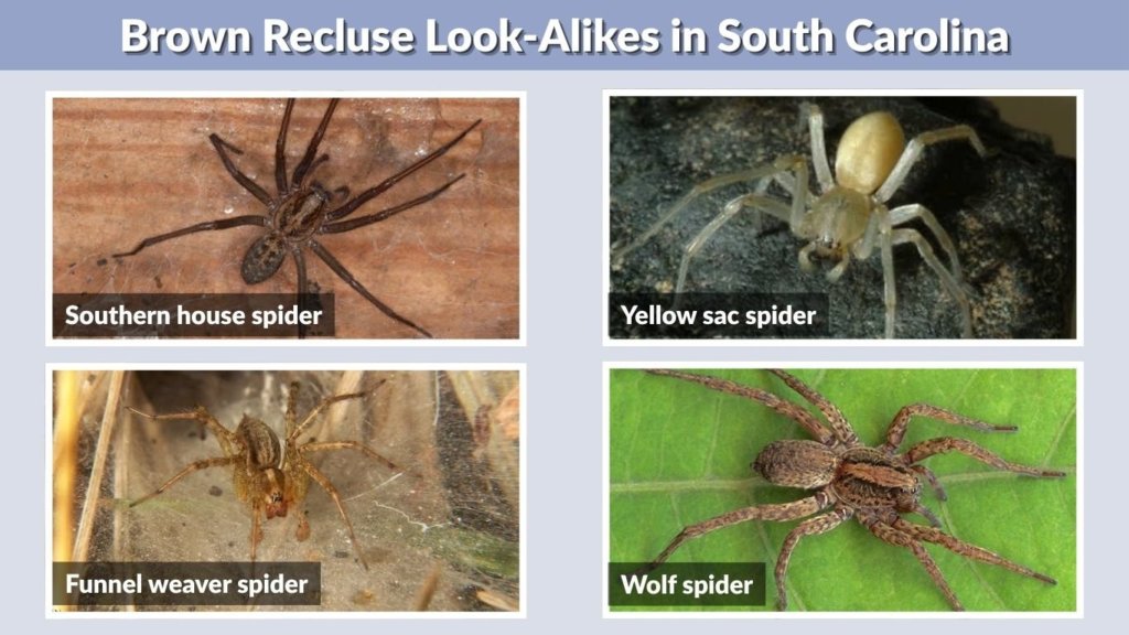 Brown Recluse Look-Alikes in South Carolina