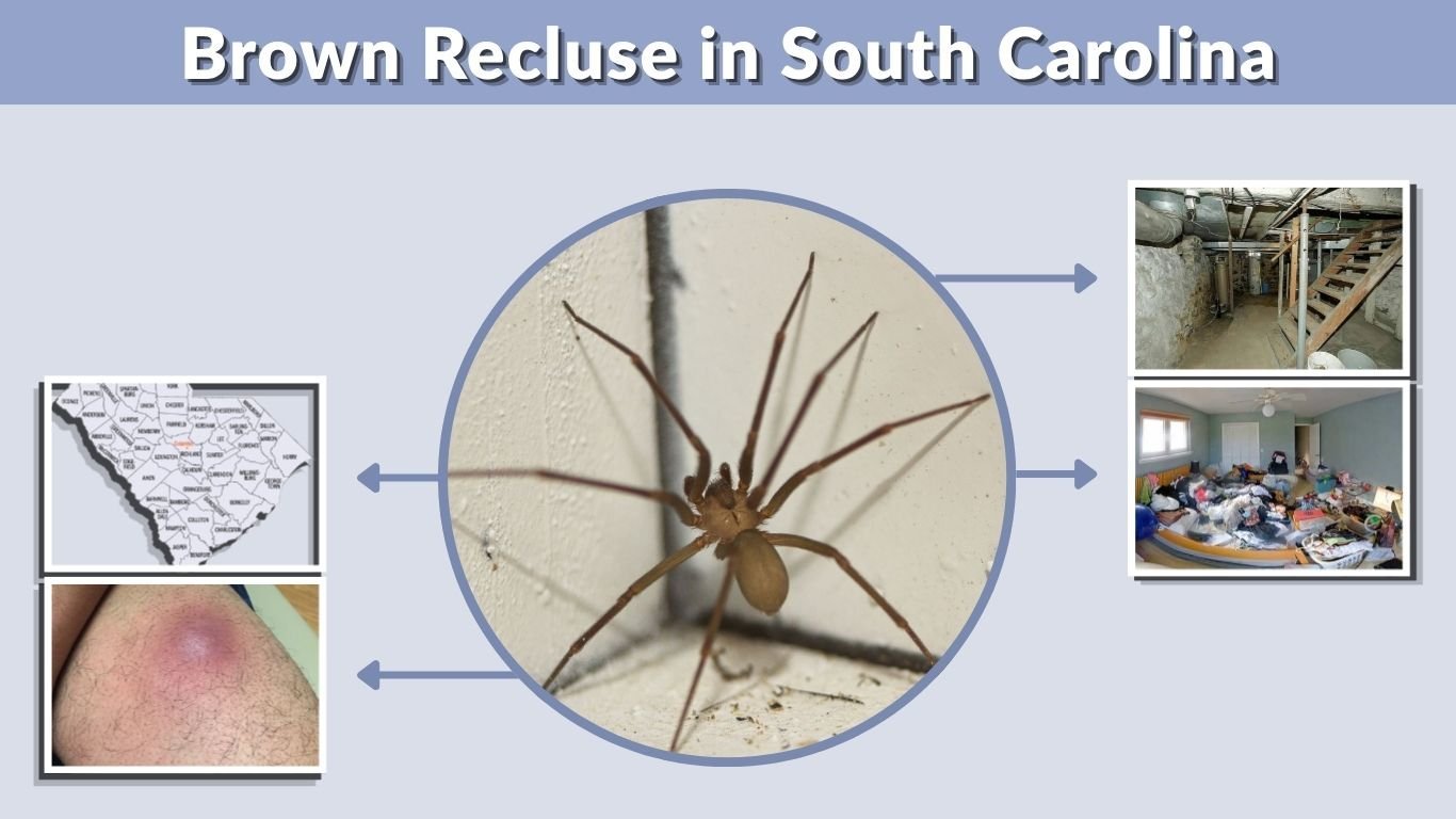 Brown Recluse in South Carolina: Are They Common?