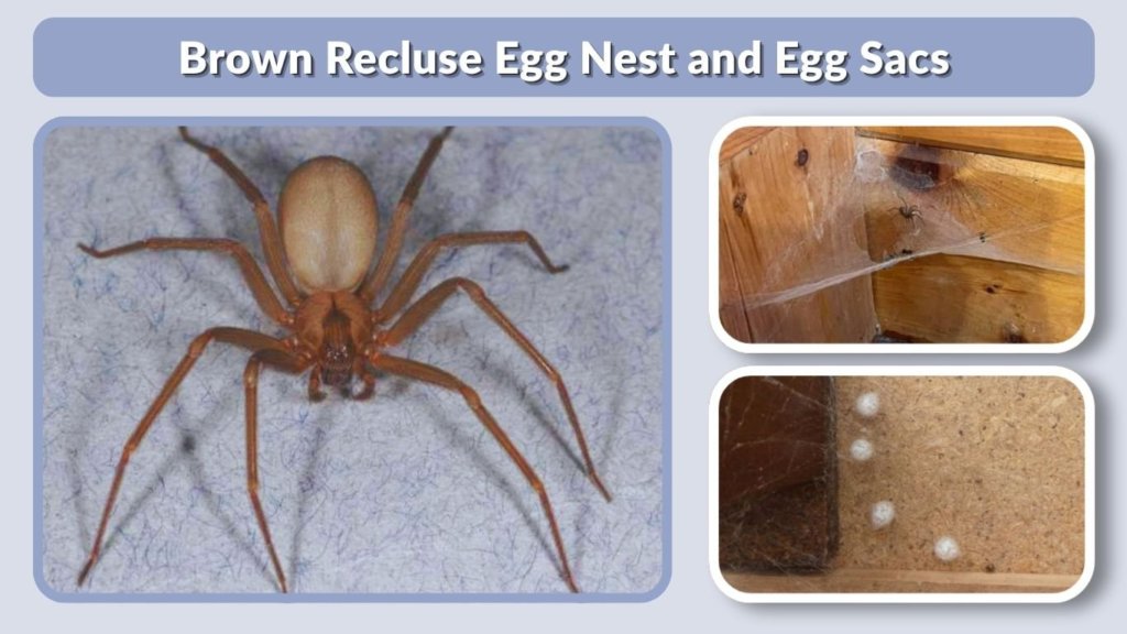 Brown Recluse Egg Nest and Egg Sacs