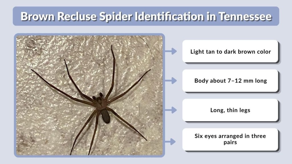 Brown Recluse Spider Identification in Tennessee