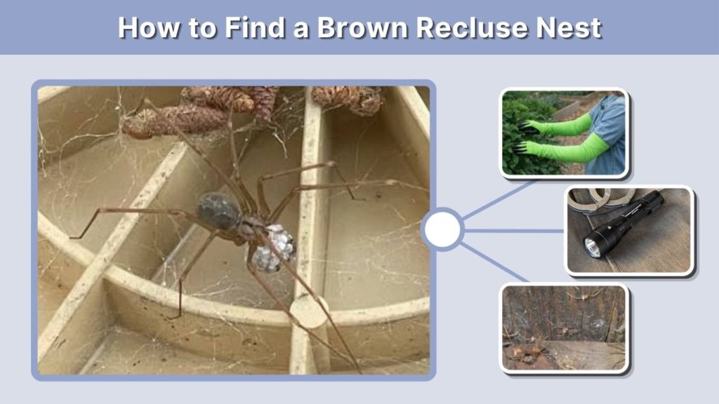 Look for loose webbing, egg sacs, and shed skins.