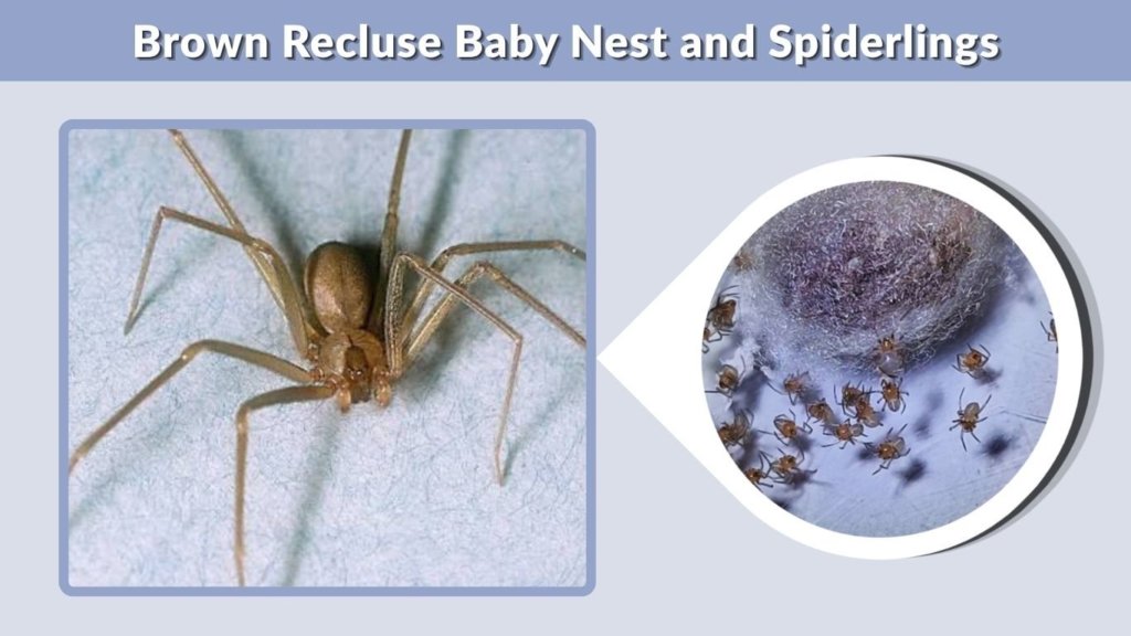 Brown Recluse Baby Nest and Spiderlings