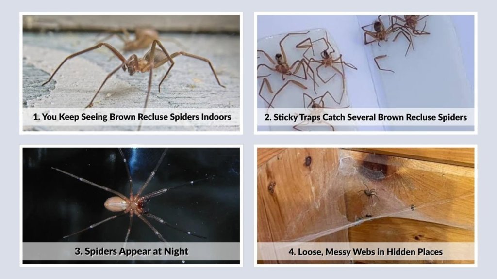 11 Signs of Brown Recluse Infestation