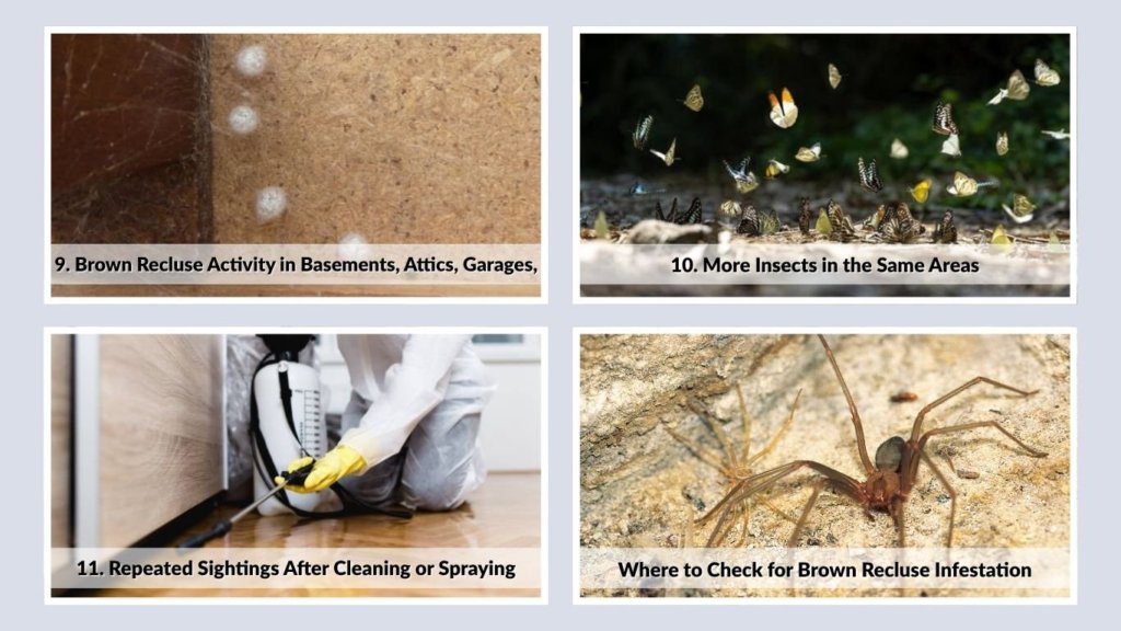 9. Brown Recluse Activity in Basements, Attics, Garages,