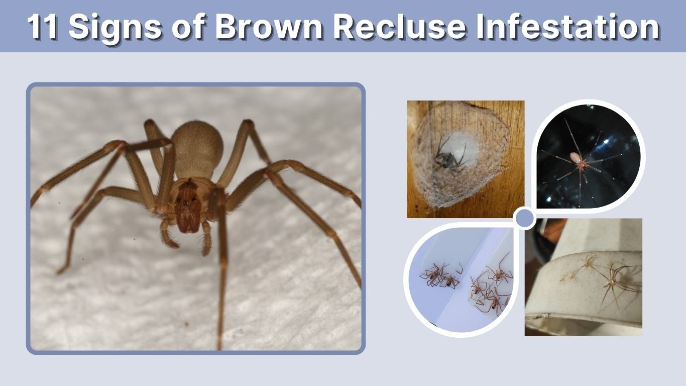 11 Signs of Brown Recluse Infestation in Your Home