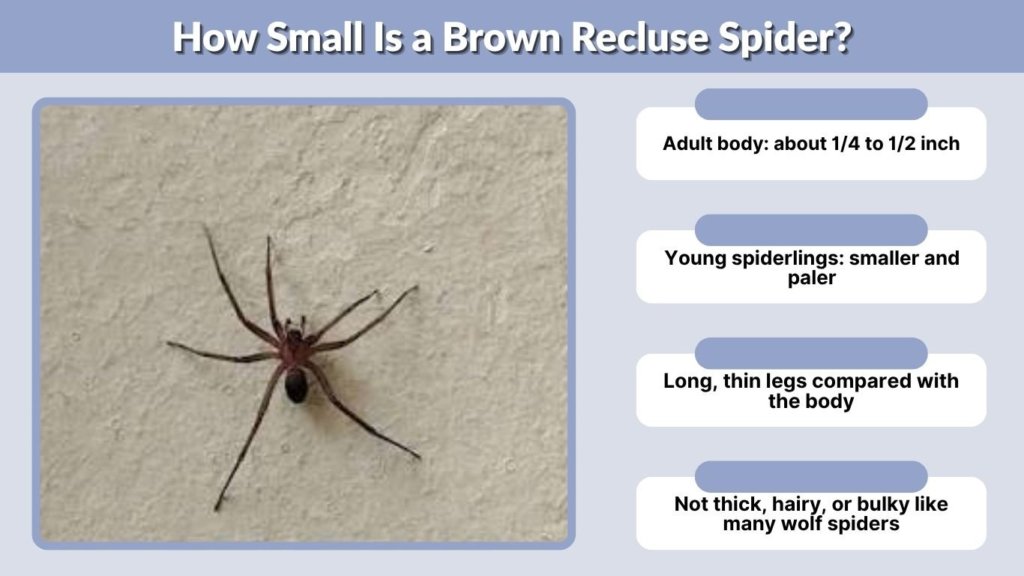 How Small Is a Brown Recluse Spider?