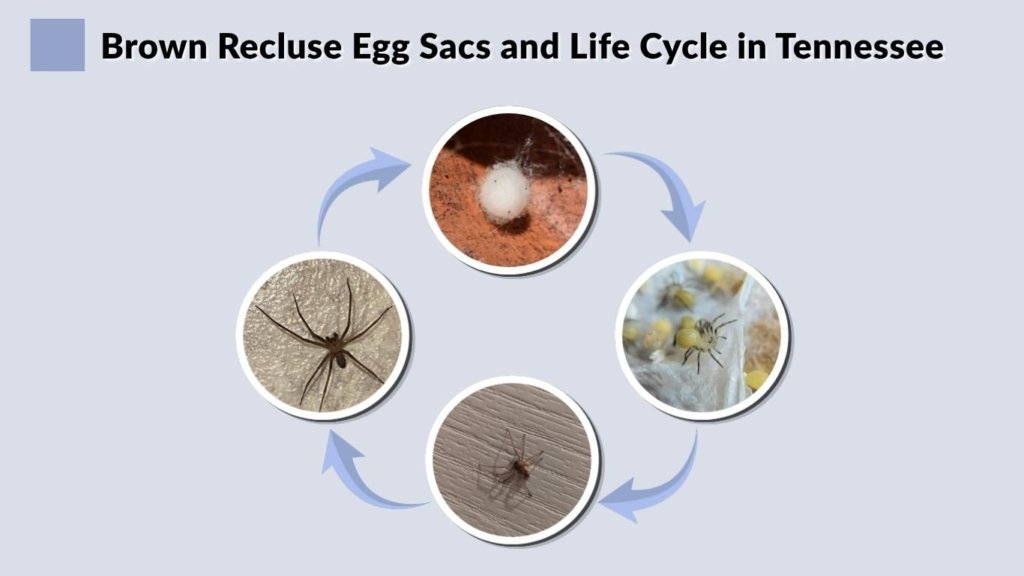 Brown Recluse Egg Sacs and Life Cycle in Tennessee