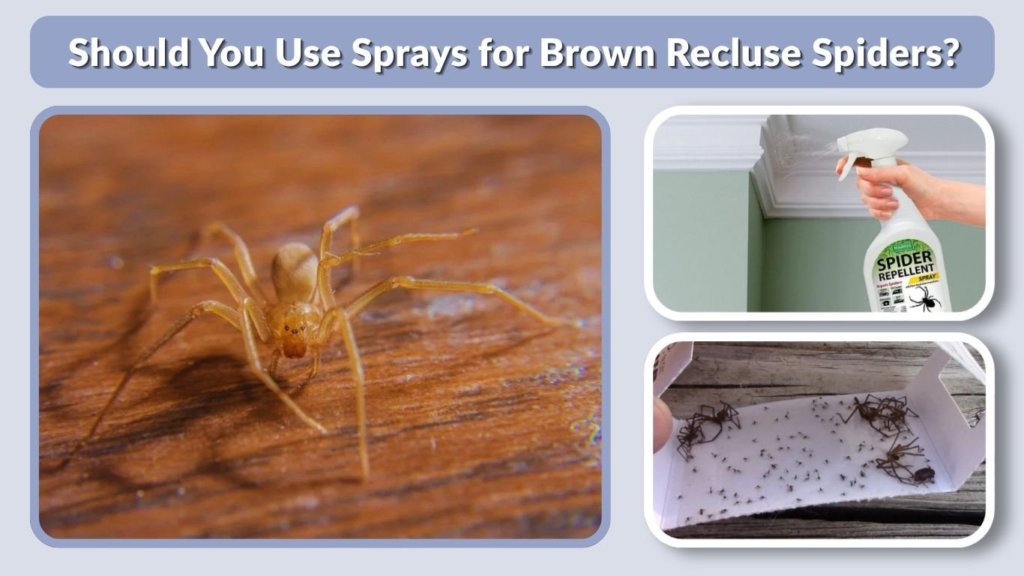 Should You Use Sprays for Brown Recluse Spiders?